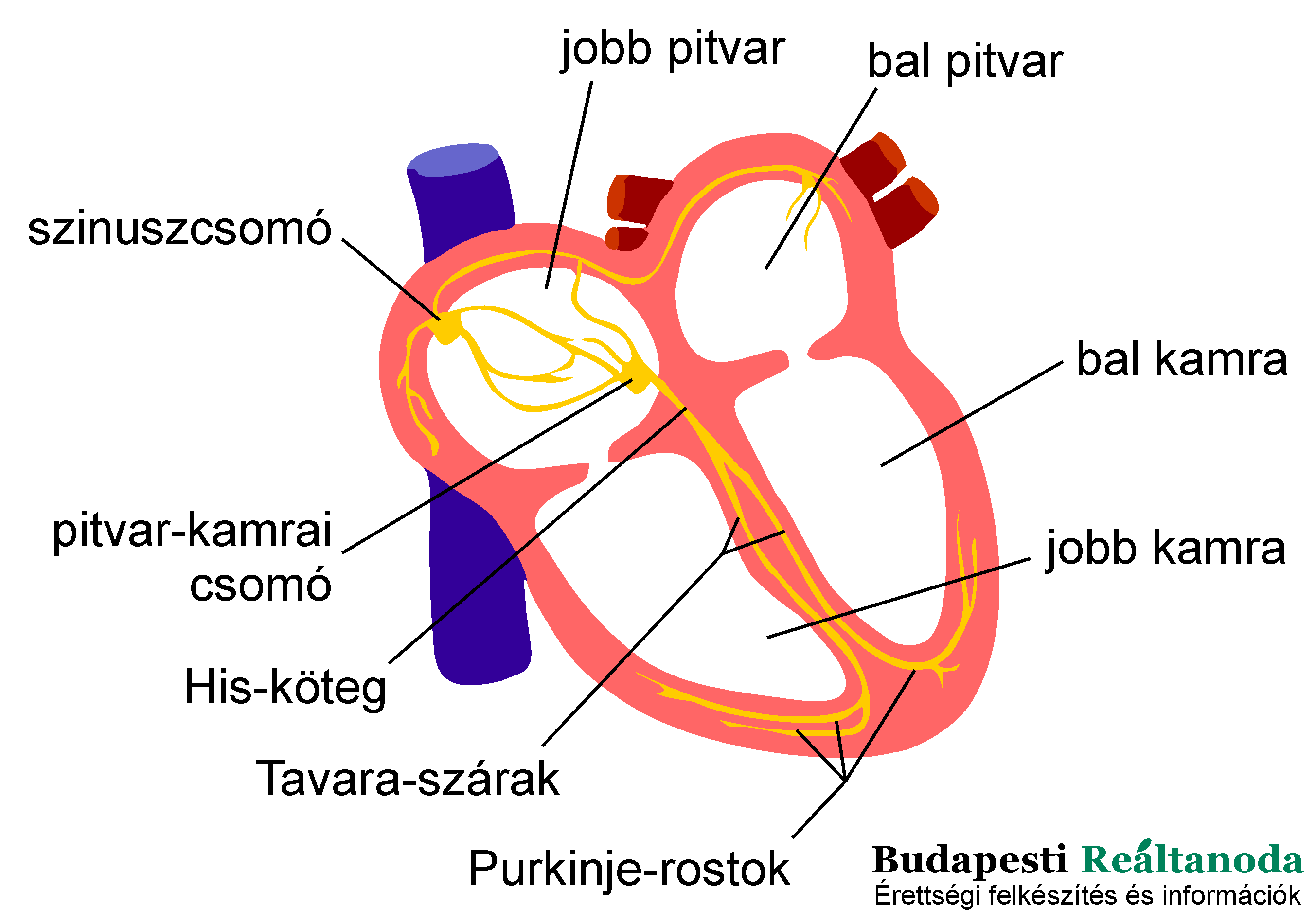 Az emberi szív ingerületképző és ingerületvezetési rendszere, illetve a szív fontosabb részei, mint a pitvarok és kamrák