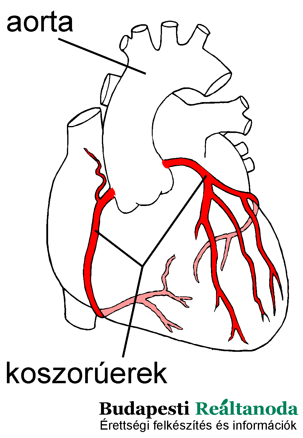 Az emberi szív koszorúereinek elhelyezkedése a szív sematikus rajzán