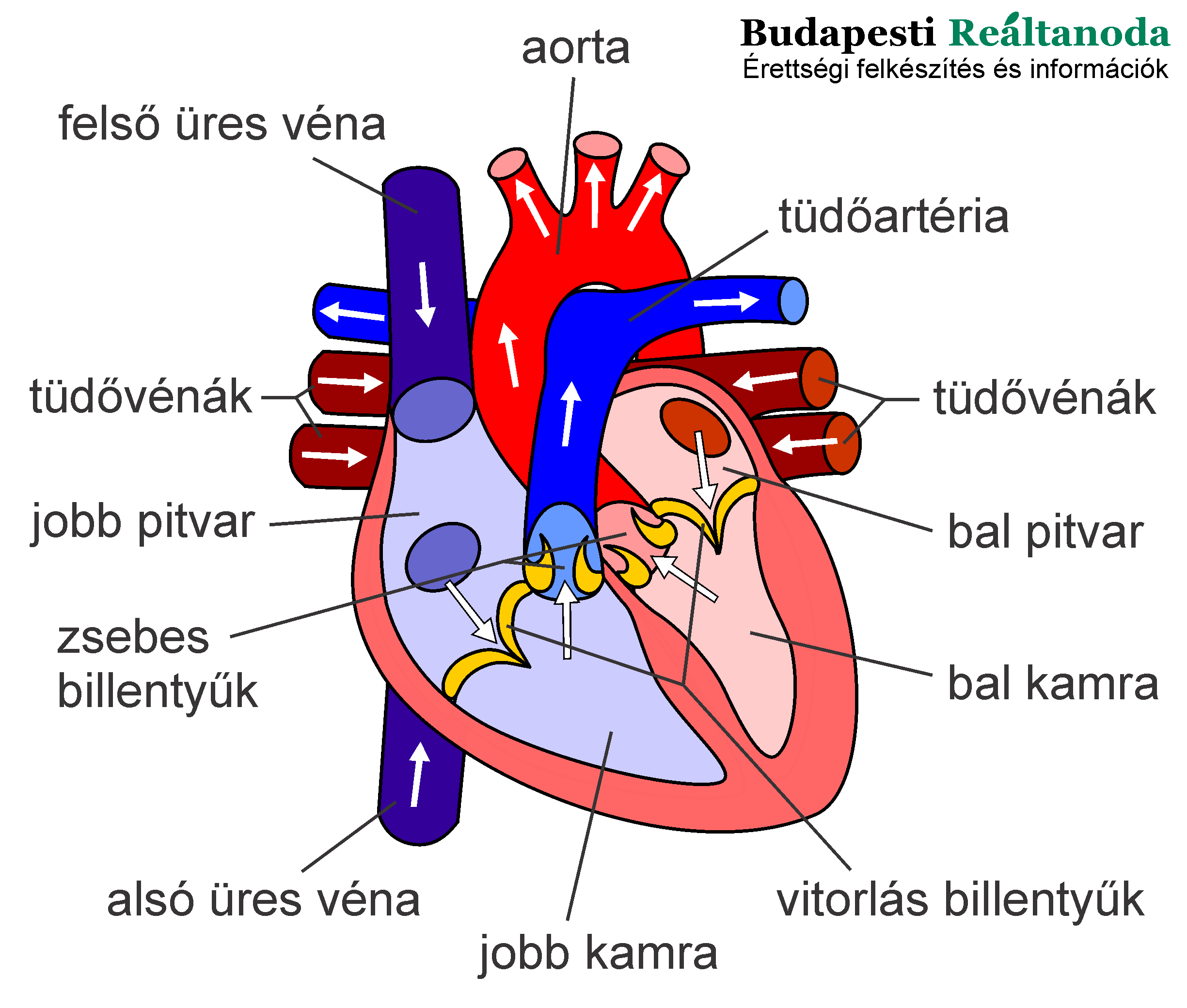 Az emberi szív anatómiai felépítése az emelt szintű biológia érettségihez