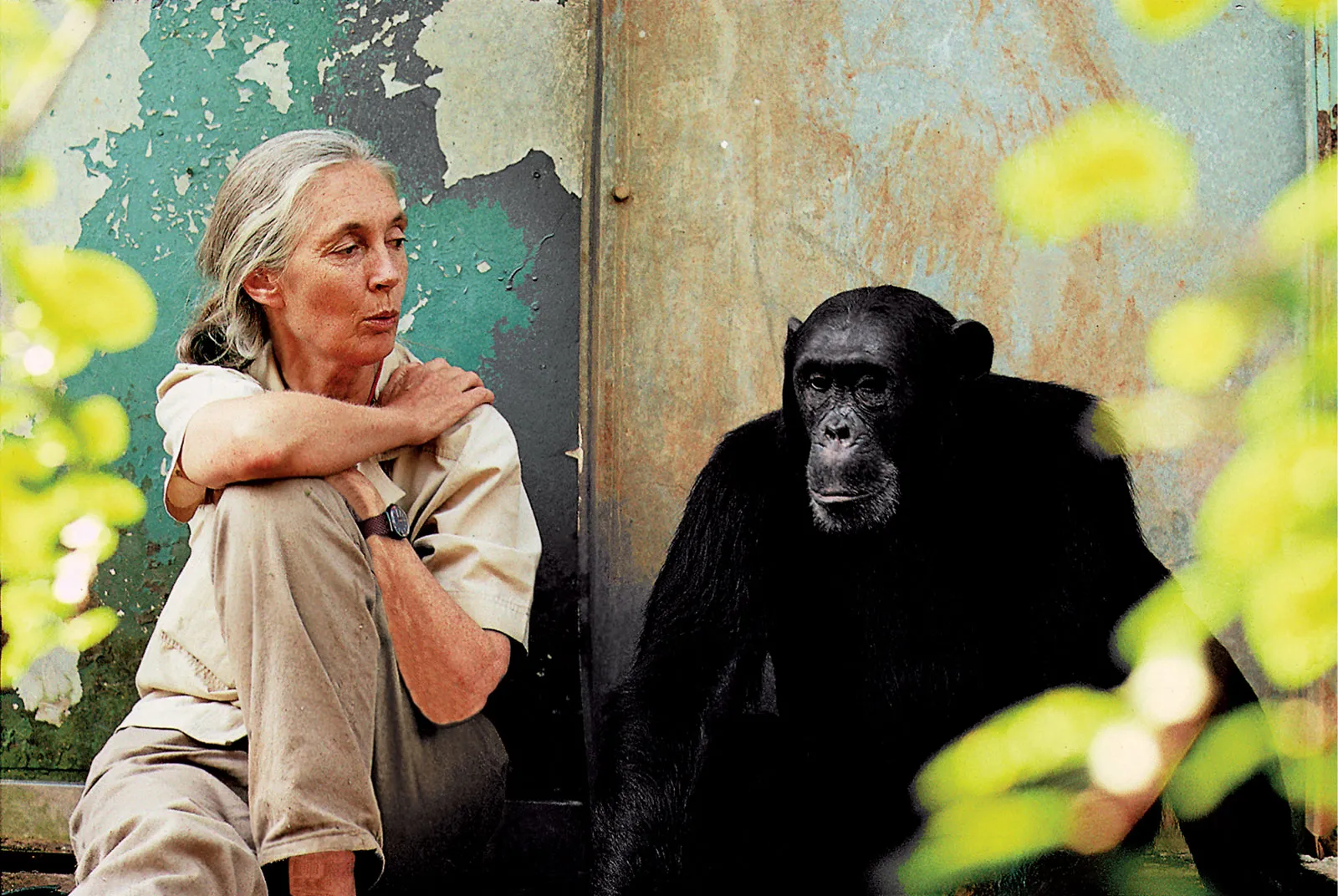 Jane Goodall egy csimpánz mellett ül és felé fordul
